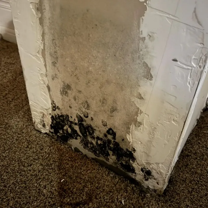 Professional Mold Removal in Milton, LA